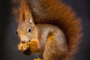 Red squirrel, Sciurus vulgaris, Cute arboreal, omnivorous rodent . Portrait of eurasian squirrel with blurred dark background.