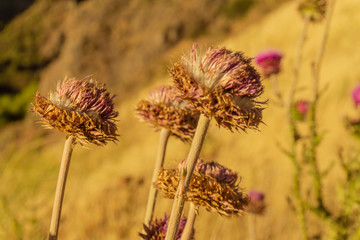 golden light over wildflowers in patagonia