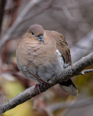 White-winged Dove (ZENAAIDA asiatica) on tree limb