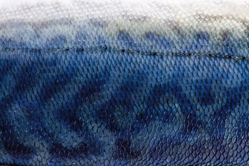 Close up of mackerel fish skin