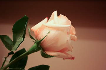 Pink rose on a beige-brown background. Template for congratulations.
