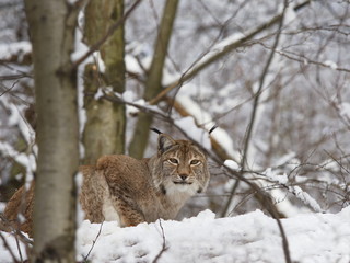 Luchs im Winterwald