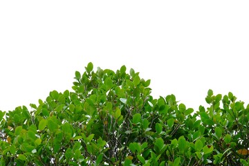 Obraz premium Tropical tree leaves with branches on white isolated background for green foliage backdrop 