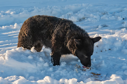 The abandoned dog eats in the snow.