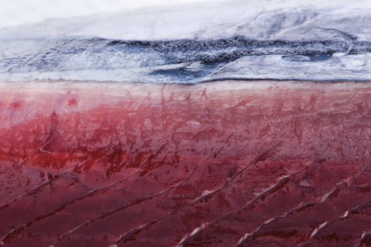 Macro Skipjack Fresh Tuna 