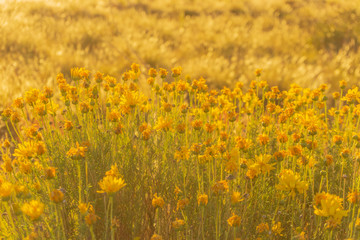 golden light over wildflowers in patagonia