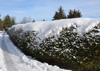 Hecke an Grundstücksgrenze schneebedeckt 