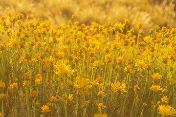 golden light over wildflowers in patagonia