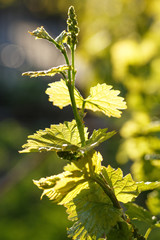 young shoots of grape macro shot