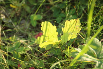 Oak leaf