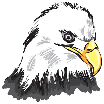 falcon illustration