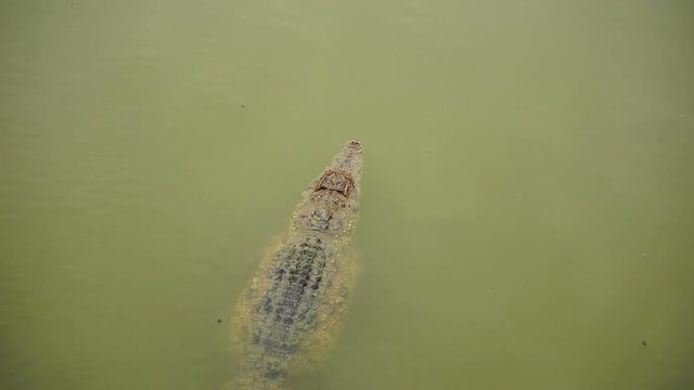 slow-motion of crocodile swimming