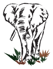 elephant illustration
