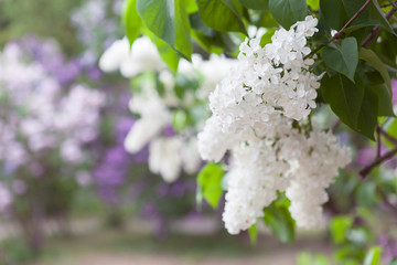 Spring fresh background with white lilac branches in the garden