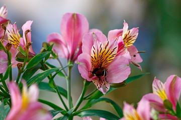 Bee on Wild Alstroemeria 2