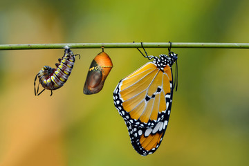 Amazing moment ,Monarch butterfly and caterpillar and chrysalis © blackdiamond67