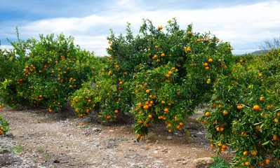 Fototapeta na wymiar Mandarins on trees