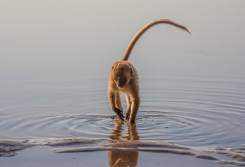 Ao Phra Nang Beach, Thailand - among the most notable inhabitants of Thailand, monkey are basically...