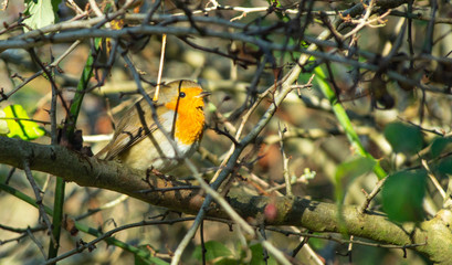 Close up of Robin, erithacus rubecula,  showing redbreast, brown wings and tail feathers, single close up