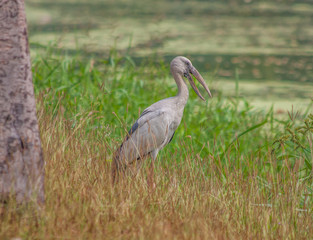 Ayutthaya,Thailand - one of the most amazing things about Thailand is the huge amount of wildlife, which can be spot not only in the countryside, but even in the big cities