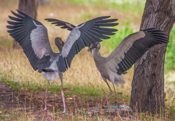 Ayutthaya,Thailand - one of the most amazing things about Thailand is the huge amount of wildlife, which can be spot not only in the countryside, but even in the big cities