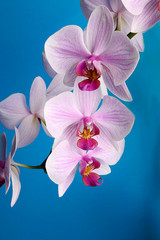 Fototapeta na wymiar Pink orchid on blue background with space for text. Phalenopsis