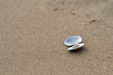 Fototapeta na wymiar seashells background