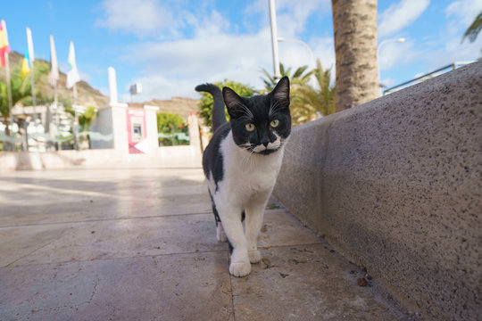 Nature funny colored black and white cat. Black and white cat of the Gran Canaria near the Playa del Cura.