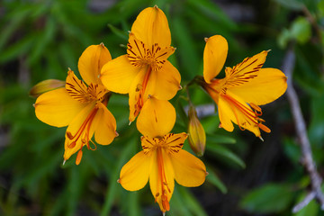 Amancay wildflowers in Patagonia