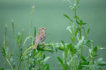 Tarla &ccedil;intesi &raquo; Corn Bunting &raquo; Emberiza calandra