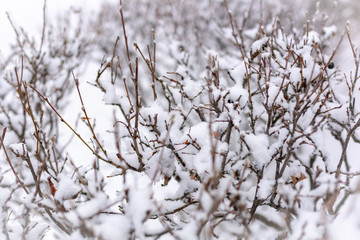 Thorny branches of trimmed bushes are covered with snow.