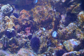 Fototapeta na wymiar The sea urchin underwater image