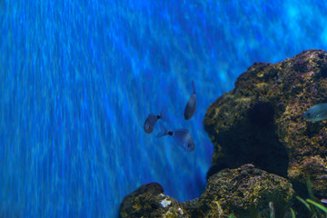 Underwater world is colorful and soft. Fish swimming slowly and calmly