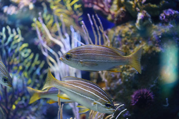 African striped grunt xerla ratllada