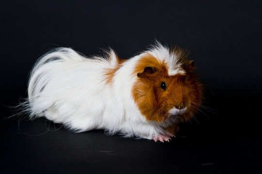 Cobaya