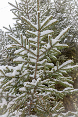 Green spruce branches covered with fresh snow.