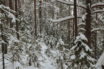 Winter in the wildwood.