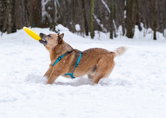 Red dog on the snow catches a bright yellow disk