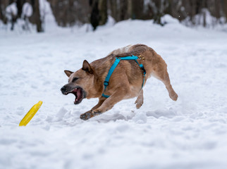 Red dog on the snow catches a bright yellow disk