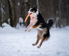 Dog border collie catches orange disc in the snow