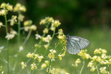 Pieridae / Alıç Kelebeği / Black-veined White / Aporia crataegi