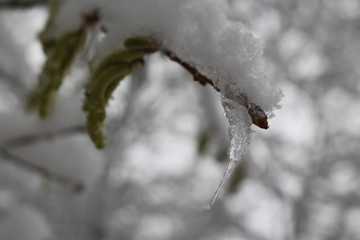Eiszapfen 