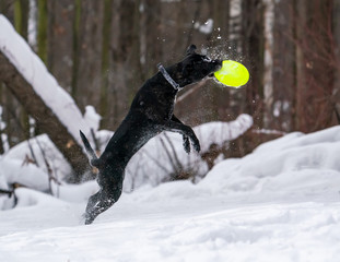 The dog metis cane corso catches a bright yellow disc in the snow
