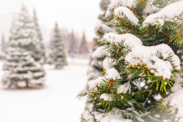 Young green spruces in the winter park covered with fresh white snow