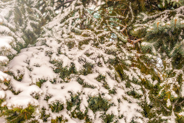 Green spruce branches covered with fresh snow.