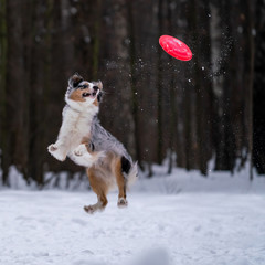 Dog Australian Shepherd catches a yellow disc in the snow