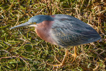 Green Heron (BUTONIDES viscens) hunting prey
