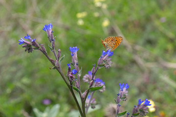 Niyobe / Argynnis niobe /