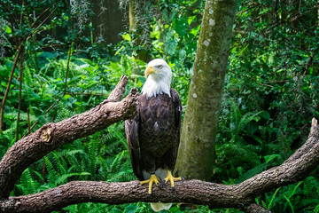 The American Bald Eagle