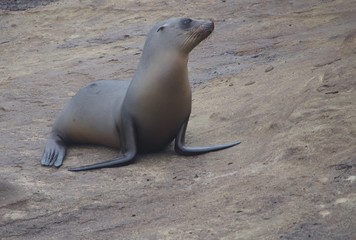 Fototapeta premium Sea Lion on the Beach